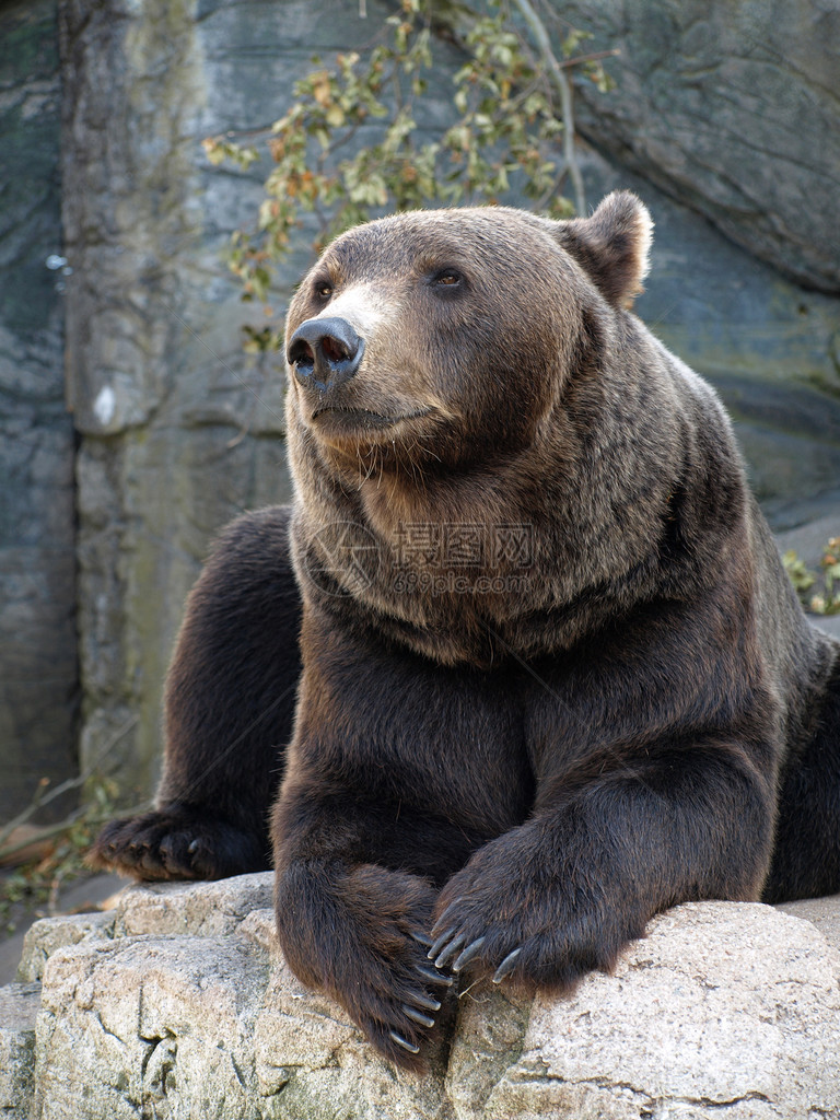 坐在岩石上的棕灰熊图片