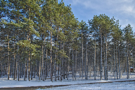 寒冬的松树林中图片