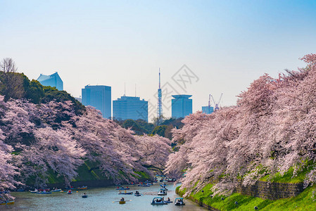 江户城美丽的樱花花海背景