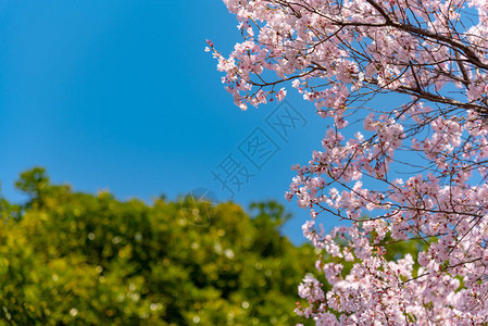 江户城东京美丽的樱花背景