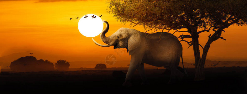 非洲大象围绕日落的形状举起树干网络横幅或图片