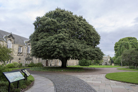 圣安德鲁斯大学苏格兰圣玛丽学院校园圣安背景