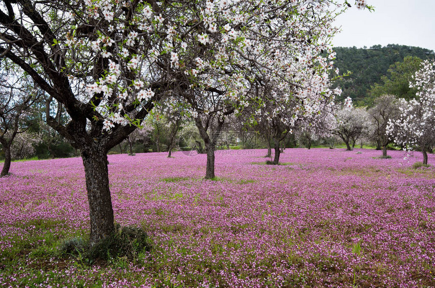 美丽的田野杏树开满了白花地里开满了紫图片
