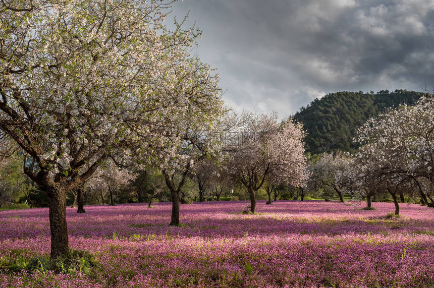 美丽的田野杏树开满了白花地里开满了紫图片