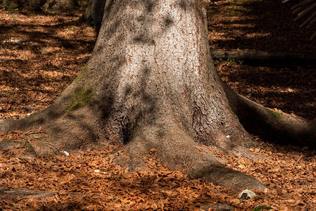 秋天一棵松树老干的细节地上有棕色的叶子图片