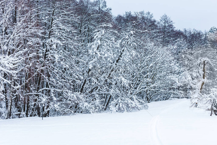 冬季森林和被雪覆盖图片