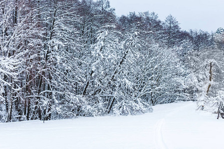 冬季森林和被雪覆盖图片