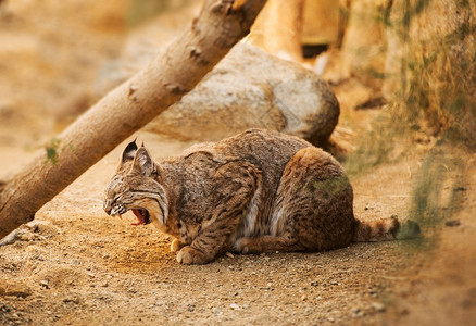 Bobcat是北美哺乳动物图片