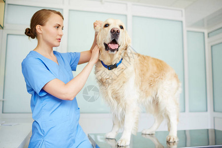 Purebred狗在兽医诊图片