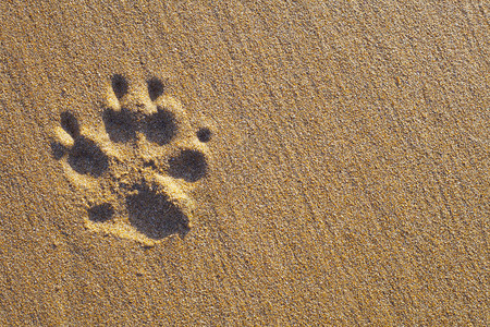 沙子上印着狗的单爪背景图片