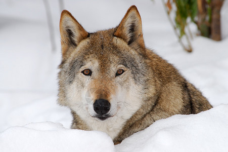 雪背景中灰狼的肖像图片