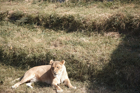 野生动物中的狮子非图片