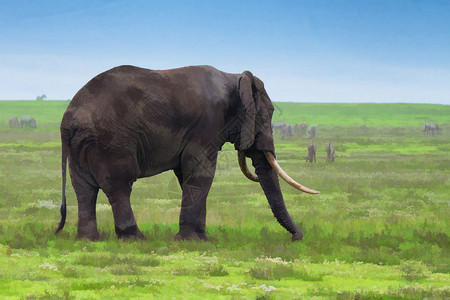 大象和斑马正在草原图片