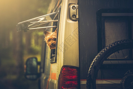 和狗一起旅行的摩托家小丝绸泰瑞犬在营房范窗图片