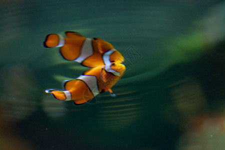 水族馆里的可爱小丑鱼图片