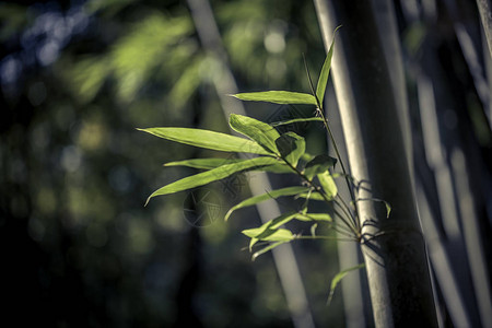 竹材光束照在森林里的竹叶上背景