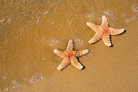 海滩上的两条海星图片