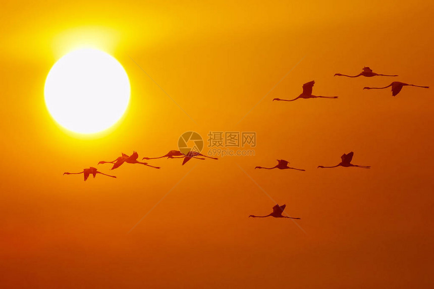 日出时飞翔的大火烈鸟图片