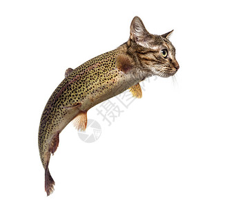 彩虹鳟鱼和小猫头在白色背景下游泳的嵌合体图片