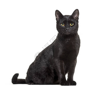 坐在白色背景下的黑色混种家猫背景图片
