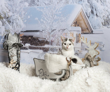 猫坐在雪橇上的冬季场景肖像图片