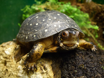 一只乌龟在水族馆的特写镜头图片
