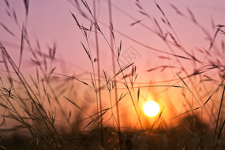 在波浪草的日出美好的自然抽象背景图片