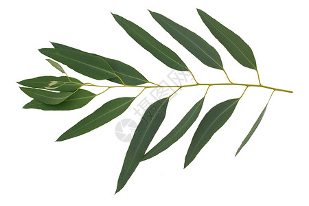 Eucalyptus分支在白背景与图片