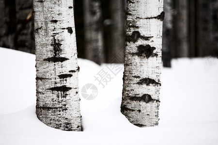 冬天的白杨树干图片