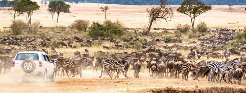 在非洲肯尼亚的野生动物和斑马大群中图片