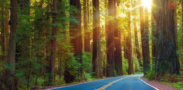 美国北加州世界著名的红木公路红木图片
