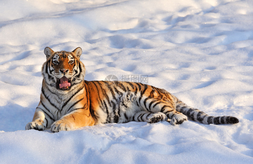老虎在雪地上休息图片