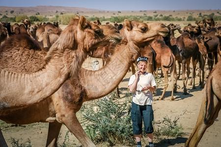 印度拉贾斯坦邦被骆驼群包围的公路旁的女骑背景图片