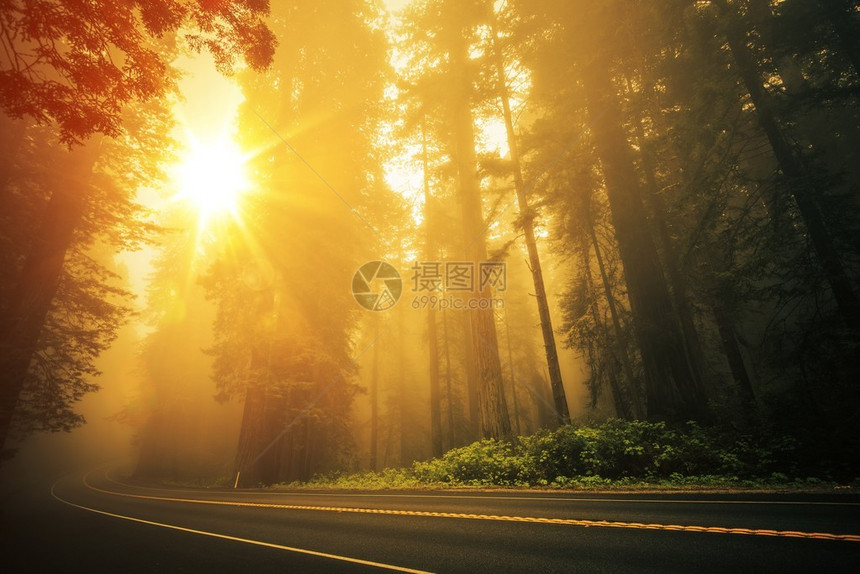 红树林FoggySunset风景图片