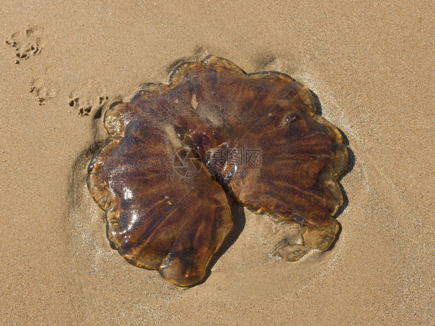 苏格兰阿伯丁郡克鲁登湾海滩水母的图片