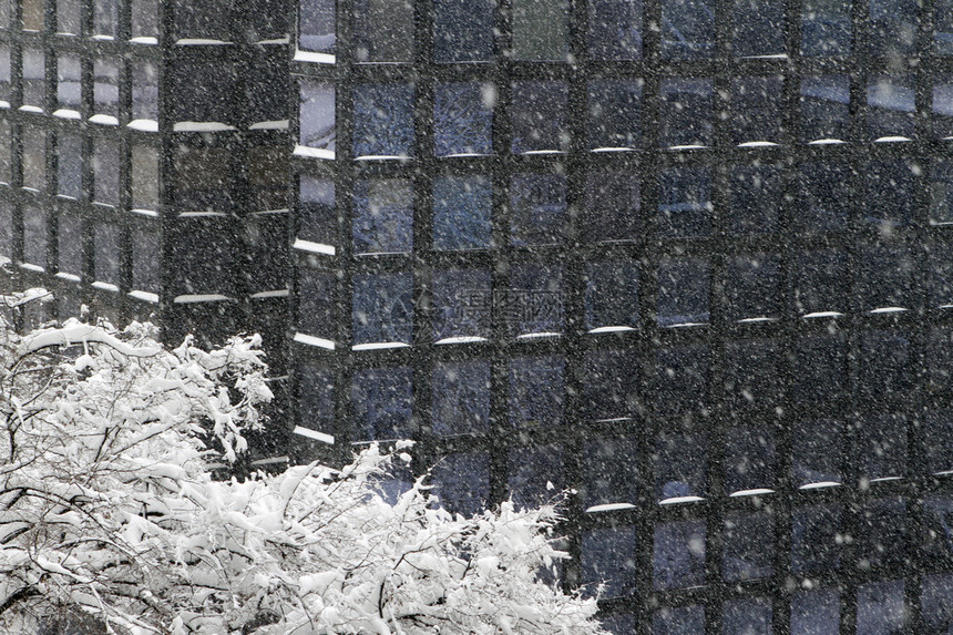 重雪暴风雪主题树和图片