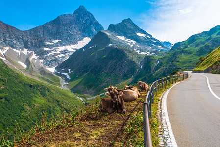 风山路边的瑞士阿尔卑斯山奶牛图片