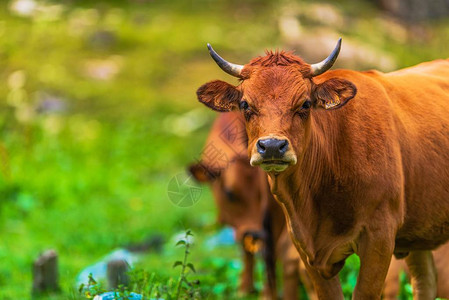 酒量瑞士牧场上的肉牛棕色母牛背景
