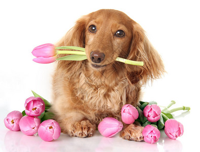 Dachshund小狗与春季粉图片