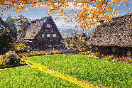 日本白川乡和五箇山古村落的秋天图片