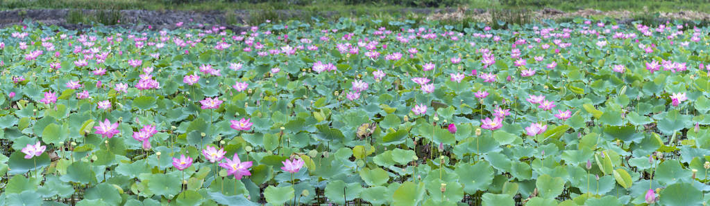 莲花池塘的全景在和平与安静图片