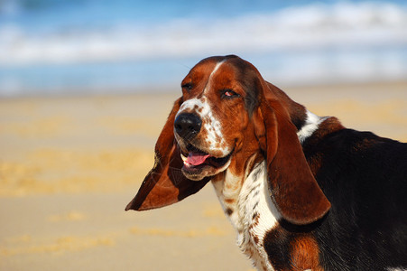 有趣的户外头肖像一只美丽的三色纯种巴塞特猎犬长耳朵在沙滩的图片