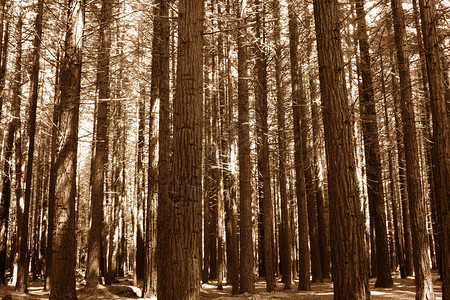 红木林树干图片