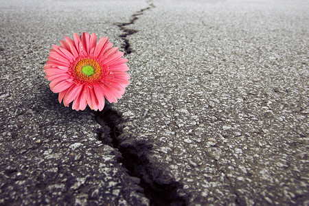 在旧沥青路面的裂缝上生长的粉红色G图片
