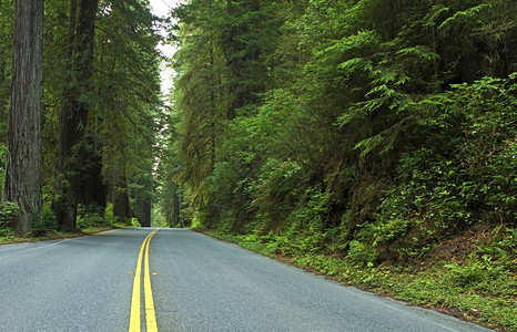 深红木森林路加州图片