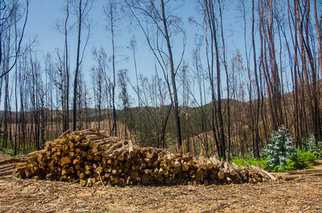在葡萄牙发生严重森林后在堆图片