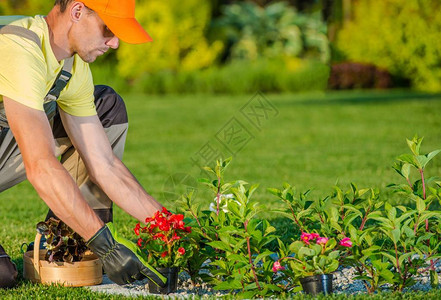 白种人园丁在后院花园种植新花图片