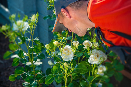 园丁闻玫瑰香味检查花图片