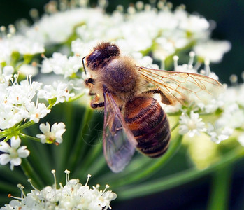 一只忙碌的蜜蜂Apismellifera在花图片