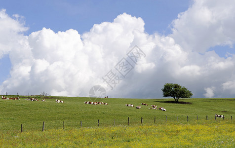 牧场上的牛群图片